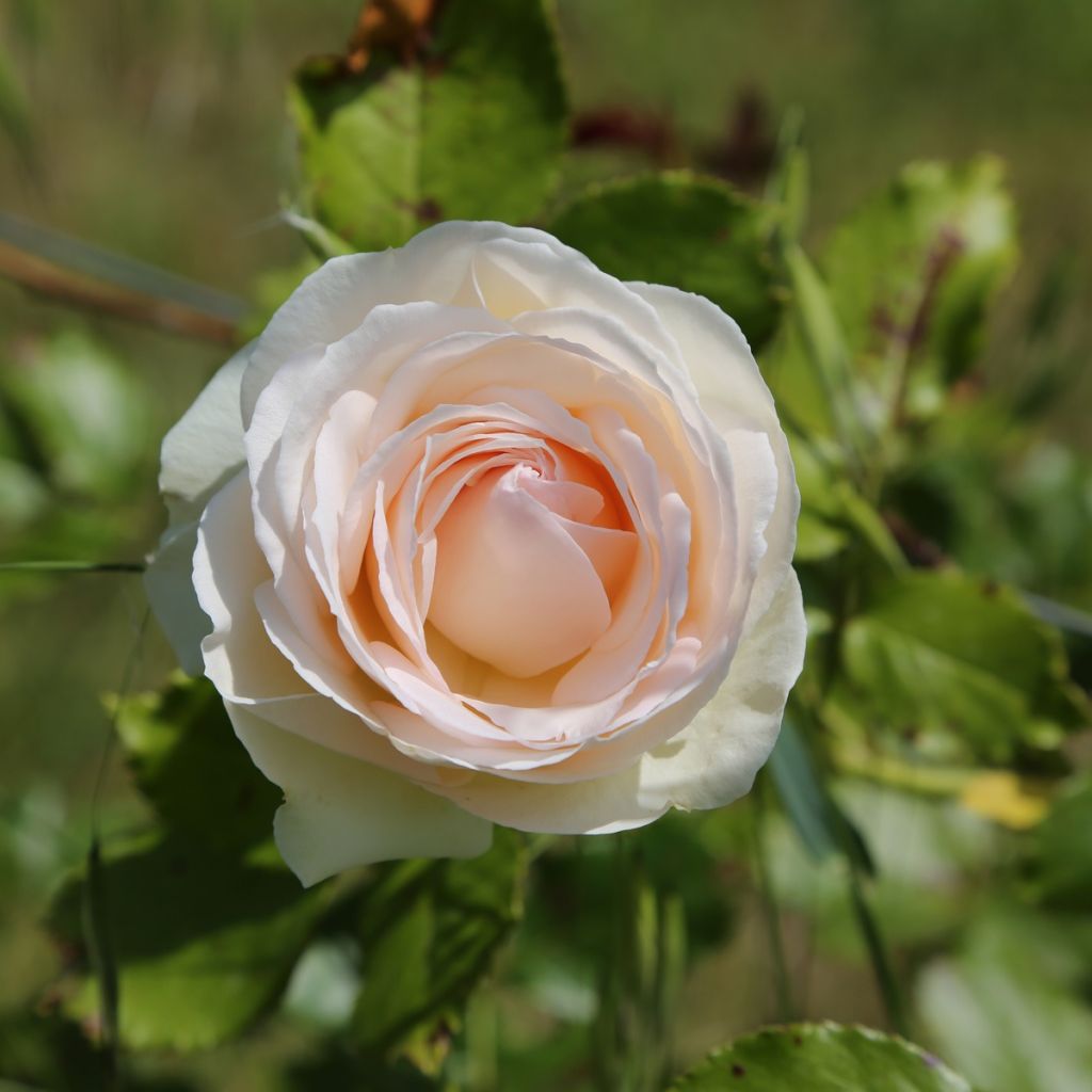 Rosier grimpant André Le Nôtre