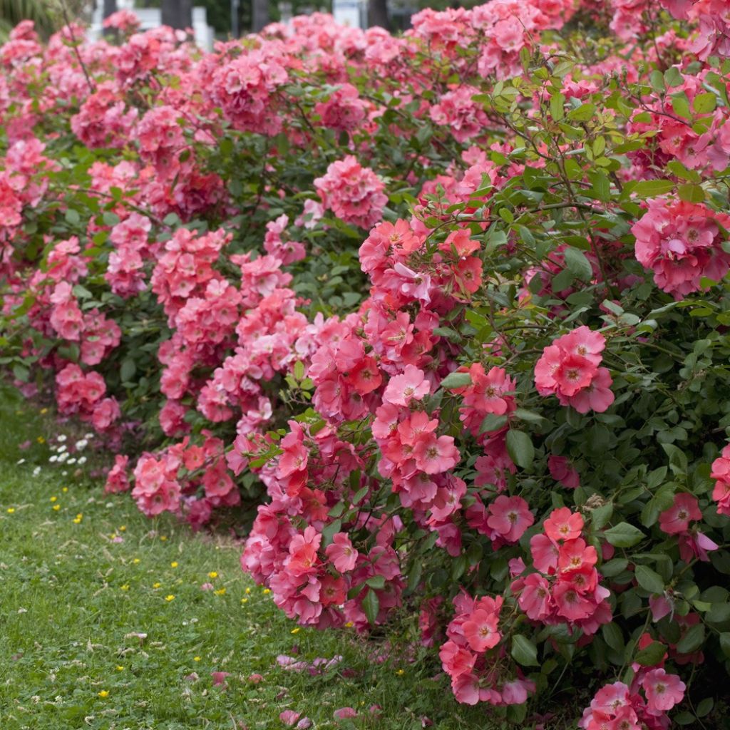 Rosier arbustif Douceur Normande