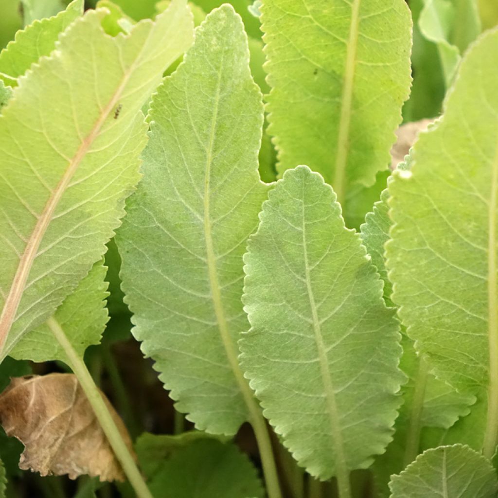 Menthe Coq - Tanacetum balsamita