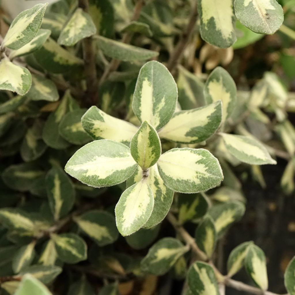 Metrosideros excelsa Aureomarginata ou M. kermadecensis Variegata - Arbre de Noël de Nouvelle-Zélande