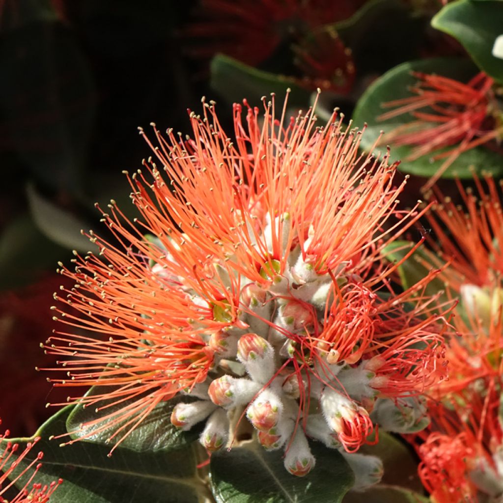Metrosideros x thomasii