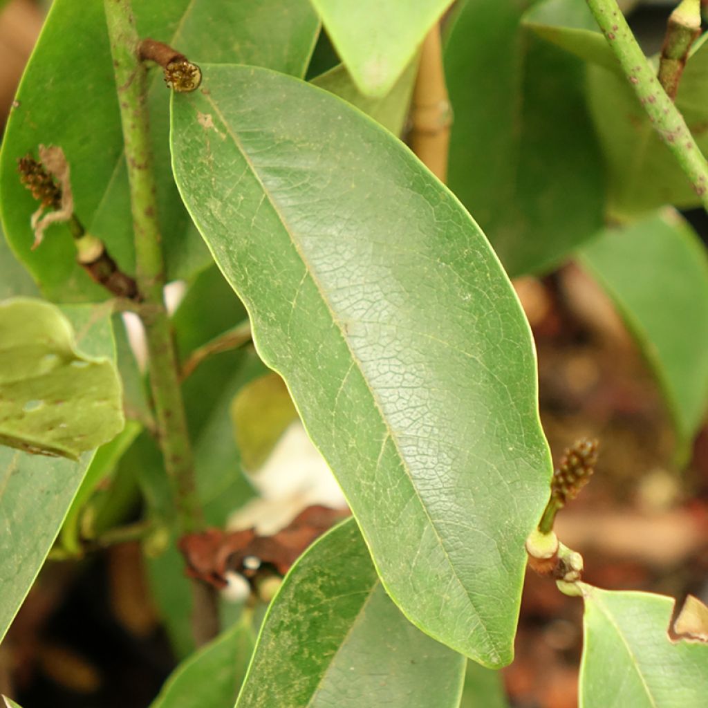 Michelia Fairy Lime - Michelia hybride