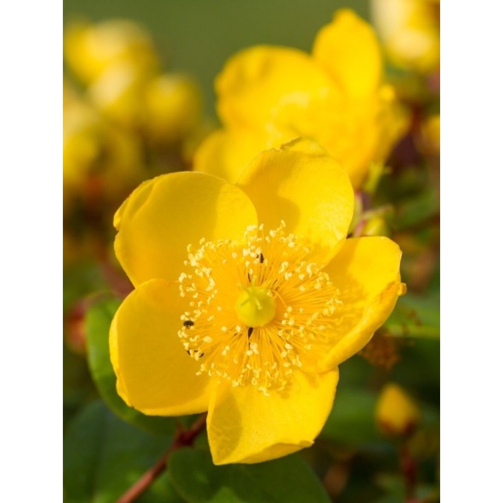 Millepertuis - Hypericum calycinum