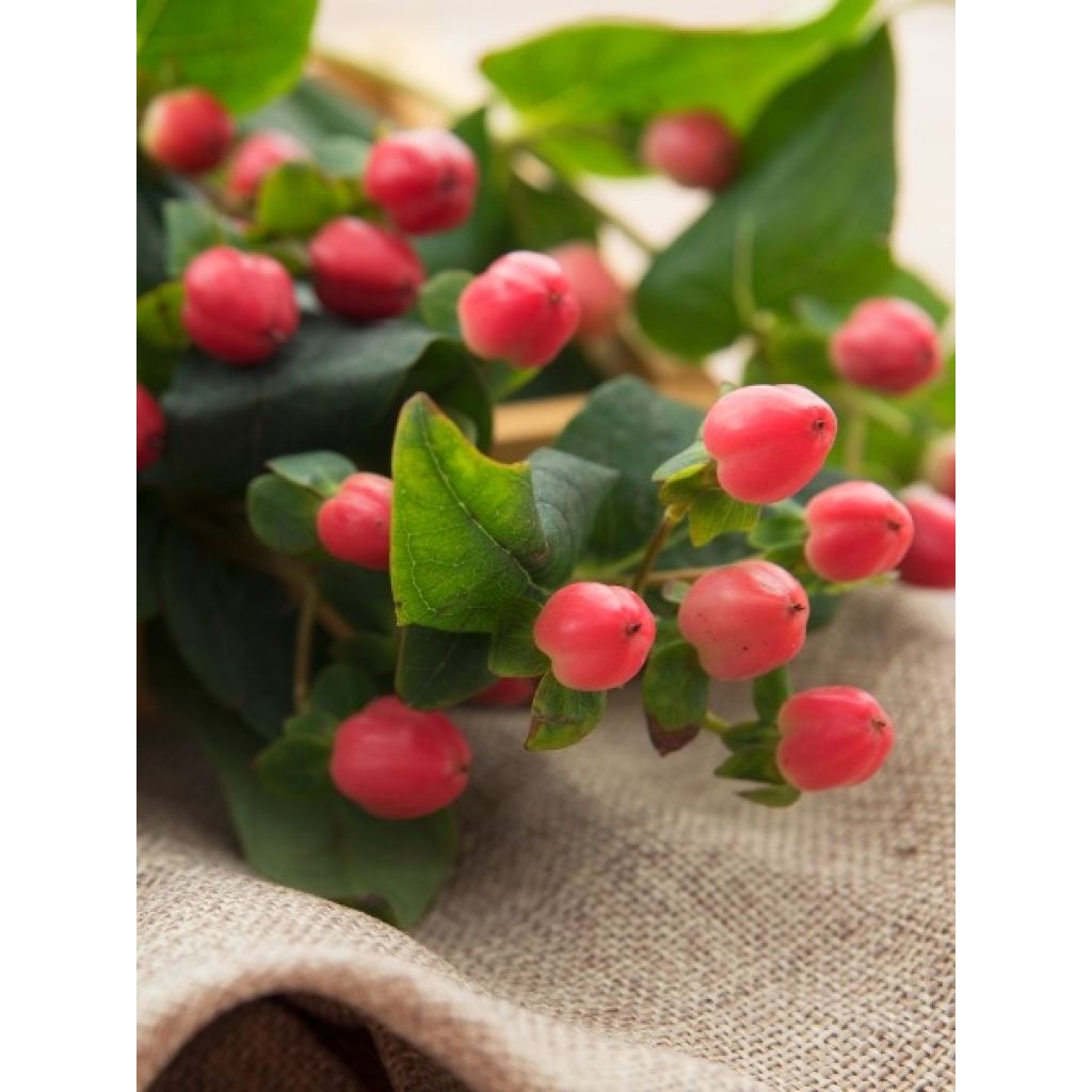 Hypericum inodorum Magical Beauty - Millepertuis