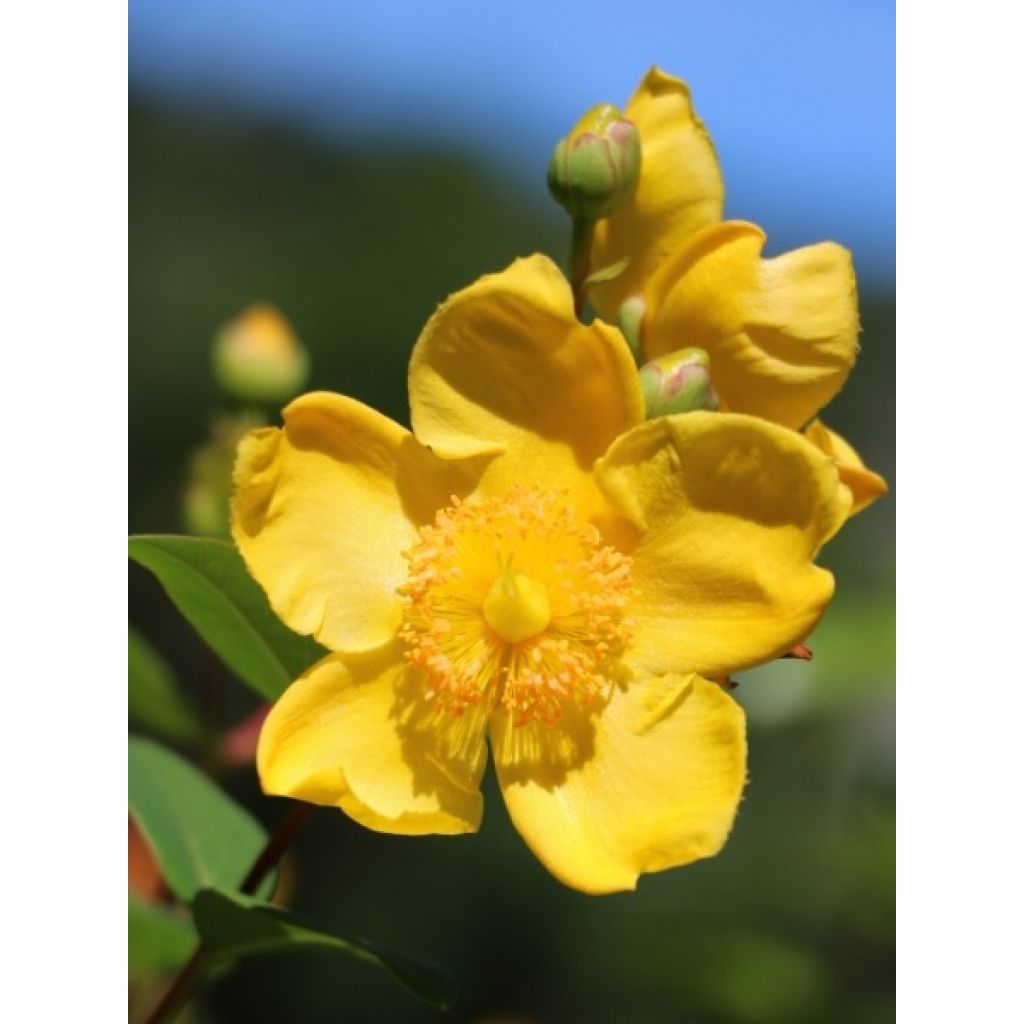Hypericum inodorum Magical Beauty - Millepertuis