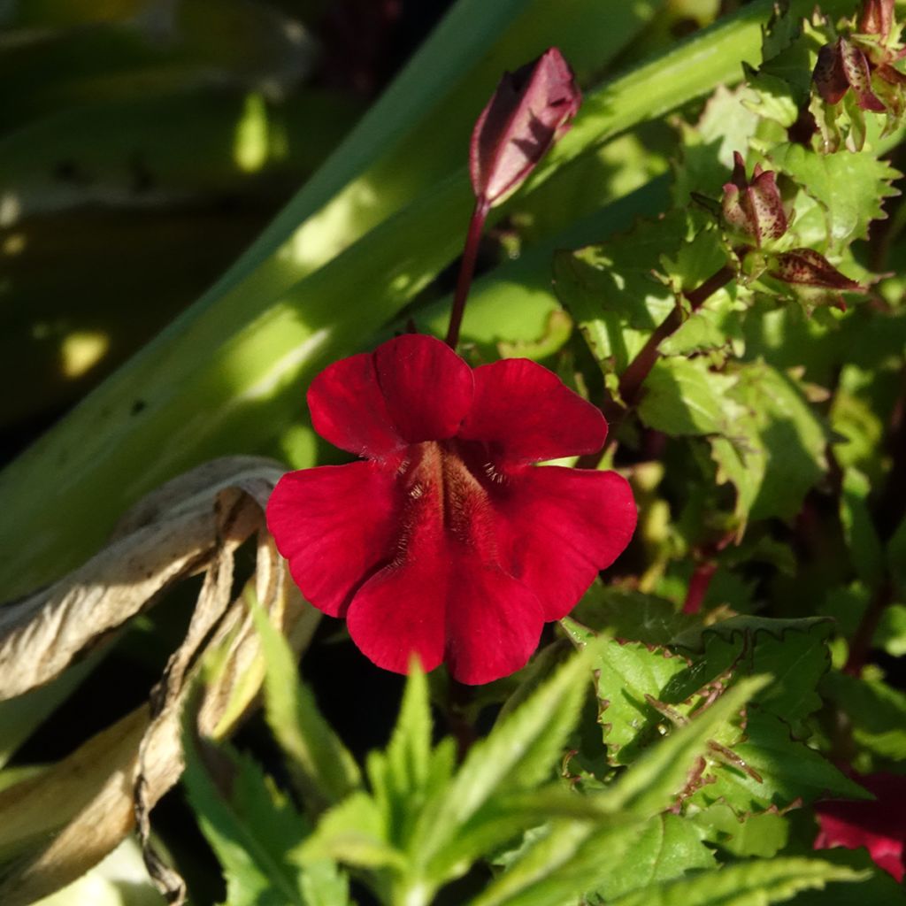 Mimulus cupreus Roter Kaiser