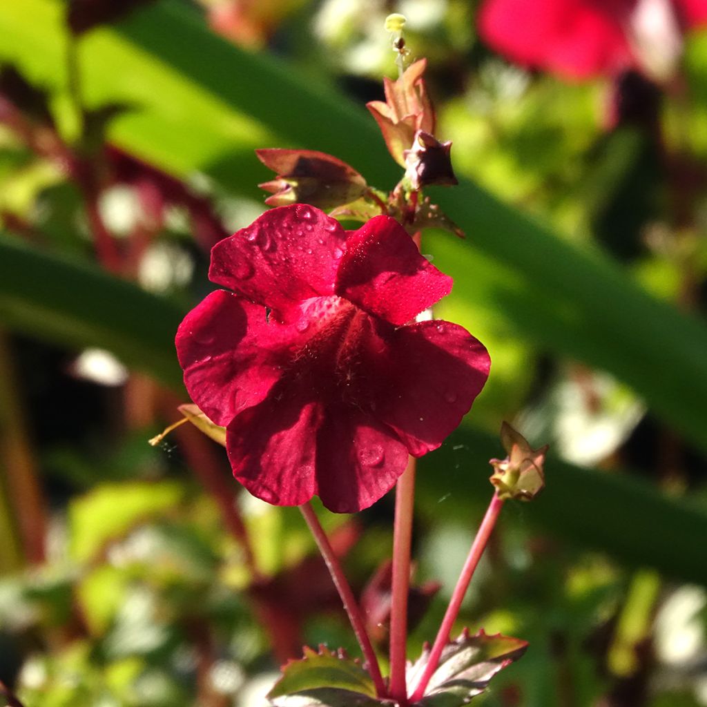 Mimulus cupreus Roter Kaiser