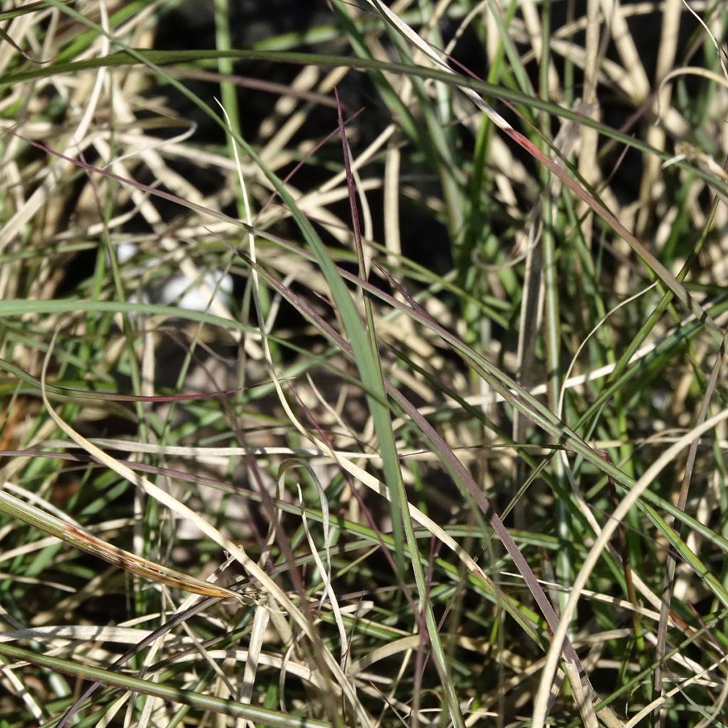 Miscanthus sinensis Gnom - Eulalie, Roseau de Chine