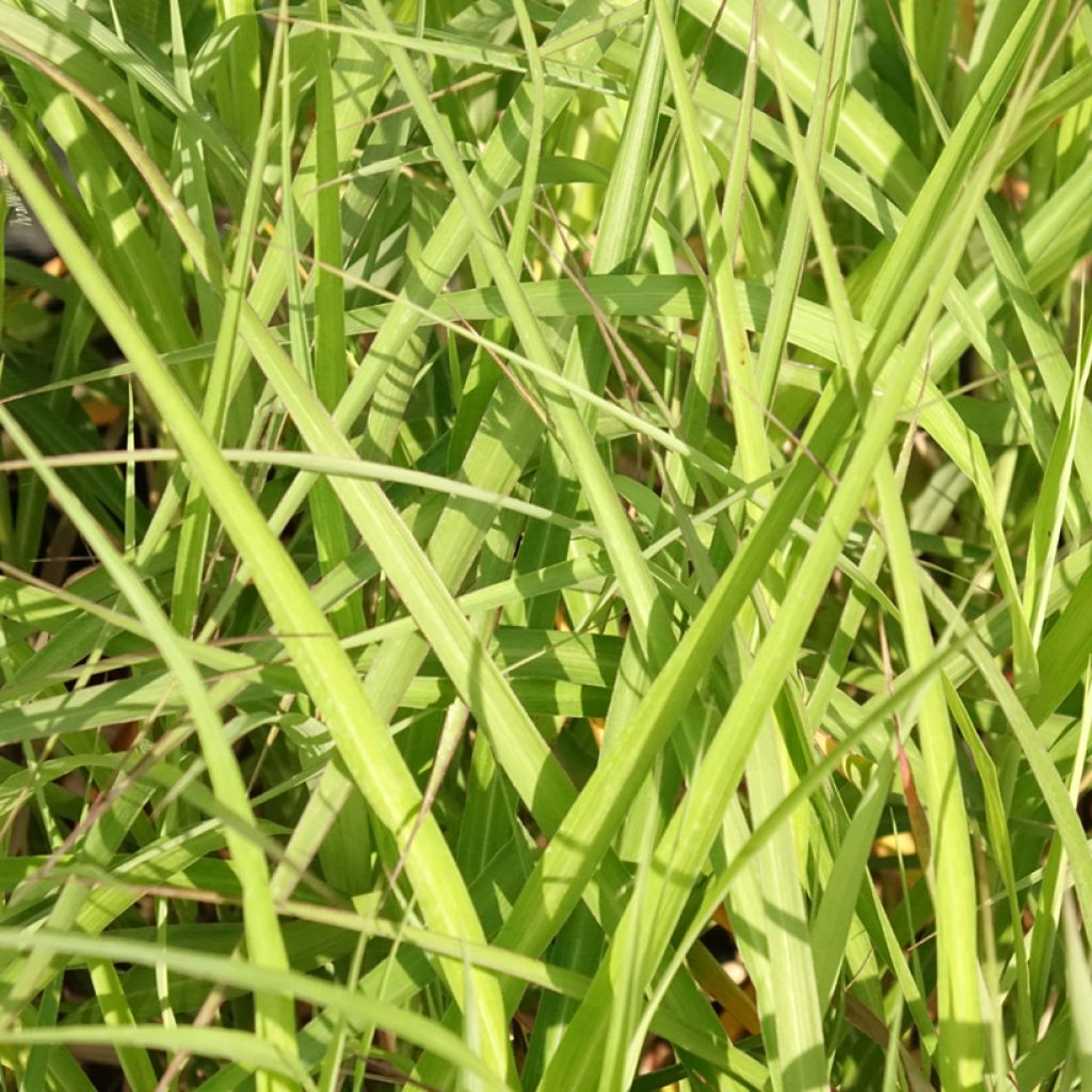 Miscanthus sinensis Krater - Eulalie, Roseau de Chine