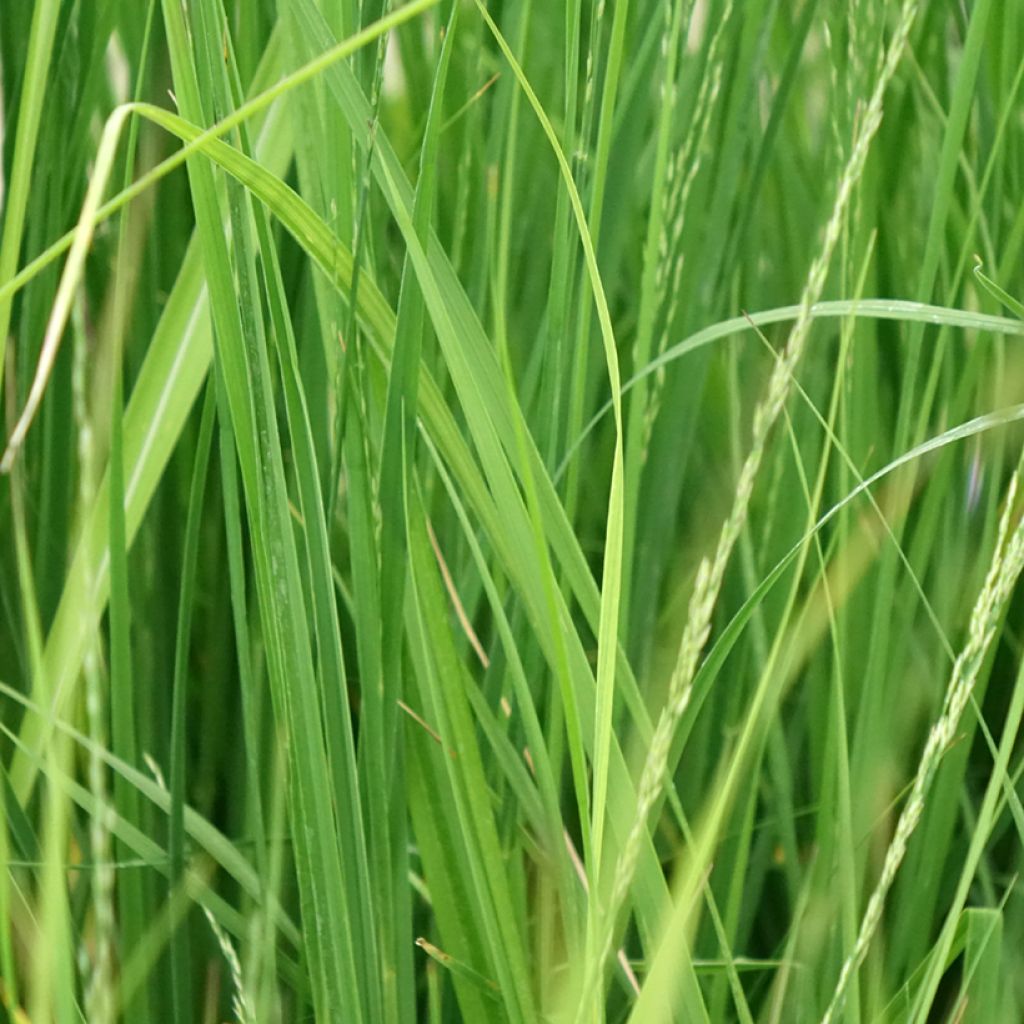 Molinia caerulea Edith Dudszus - Molinie bleue