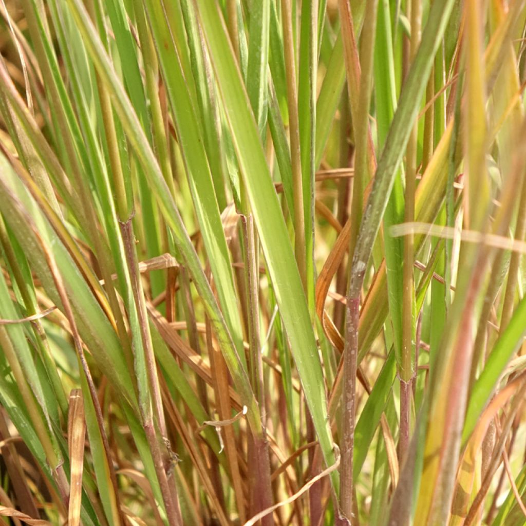 Molinia caerulea Edith Dudszus - Molinie bleue