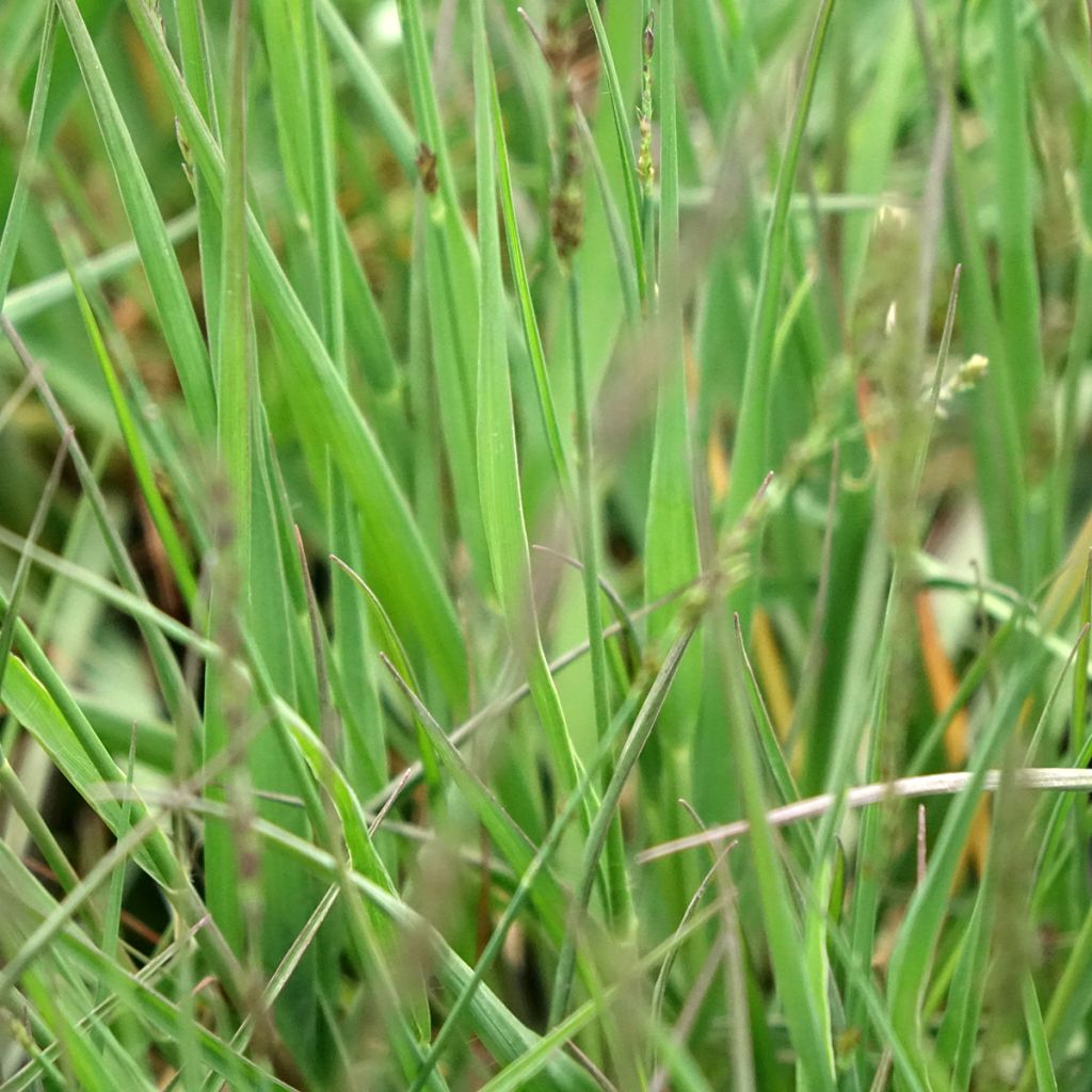 Molinia caerulea Moorflamme - Molinie bleue