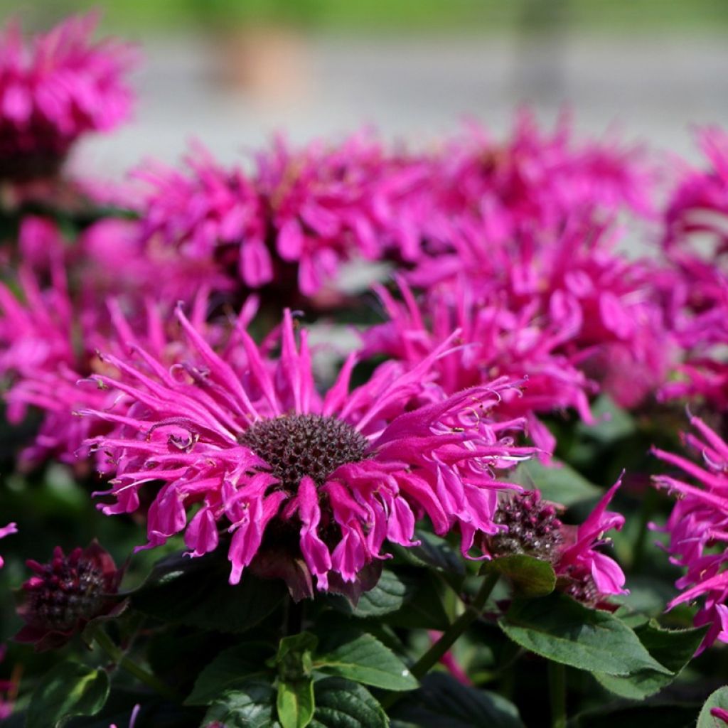 Monarda Bee True - Monarde