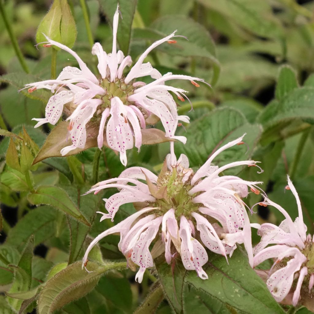 Monarde bradburiana - Bergamote sauvage