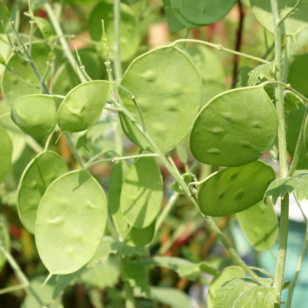 Monnaie du Pape Blanche - Lunaria annua Alba