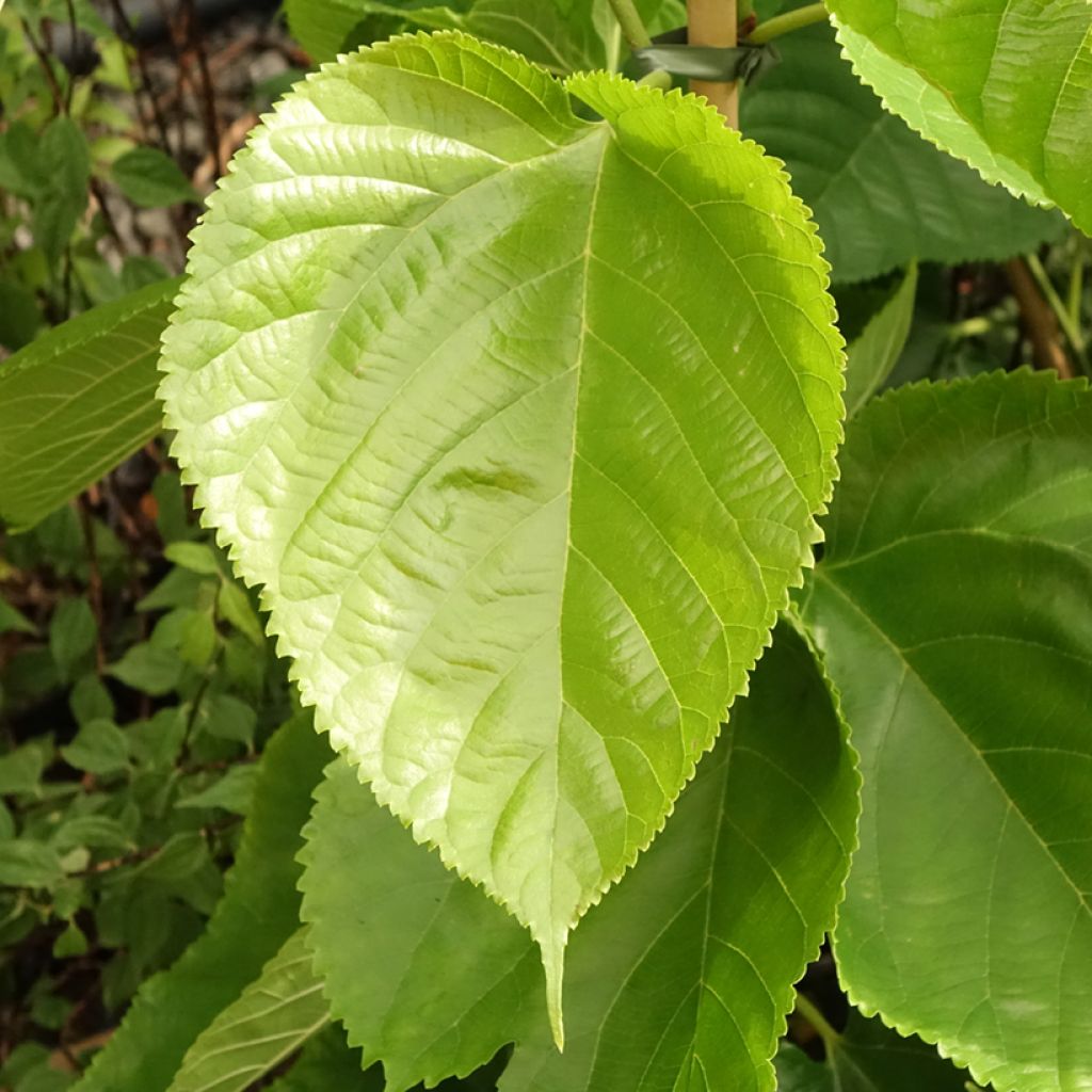 Morus alba Giant Fruit - Mûrier blanc