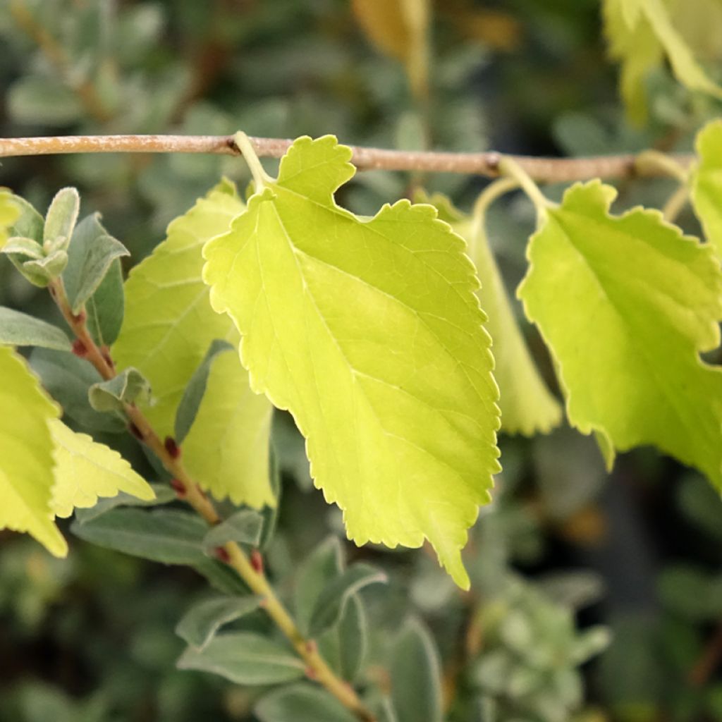 Morus alba Milanowek - Mûrier blanc