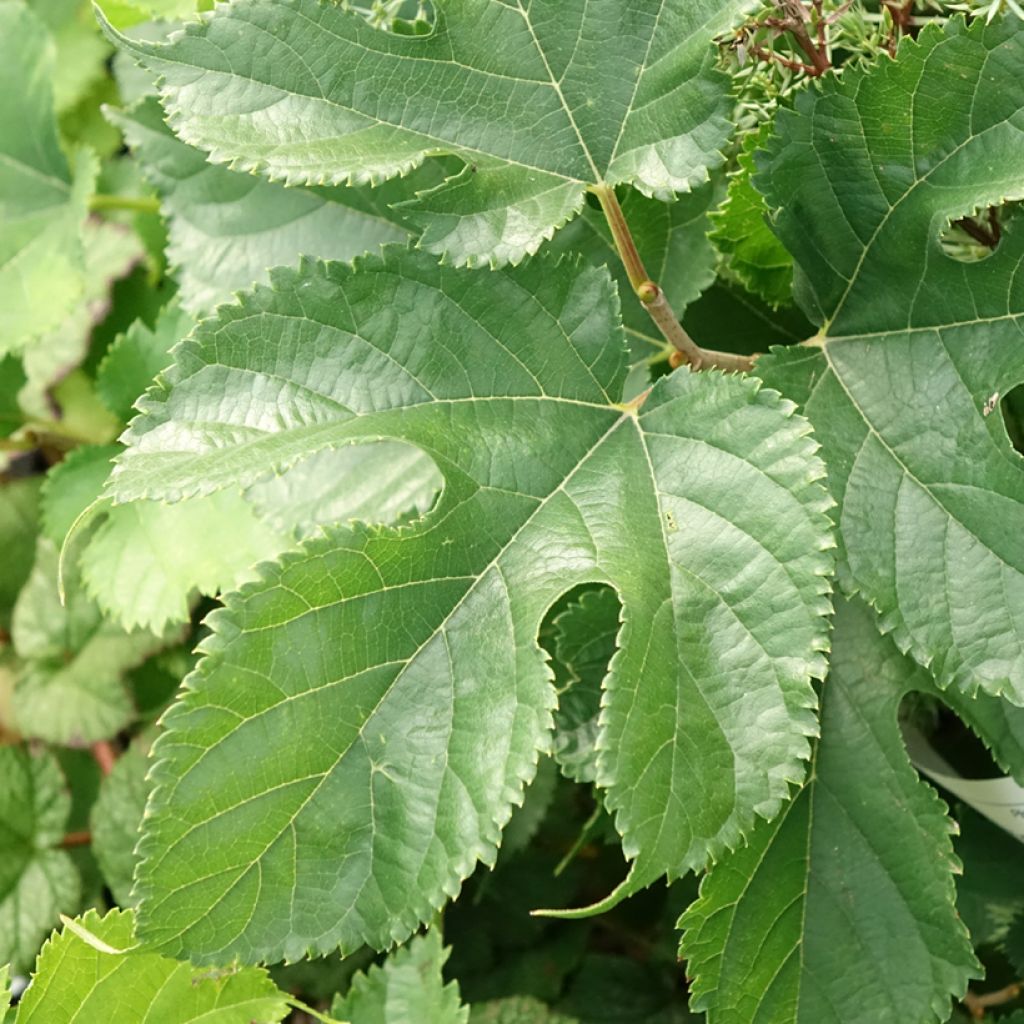Morus alba Shin Tso - Mûrier blanc