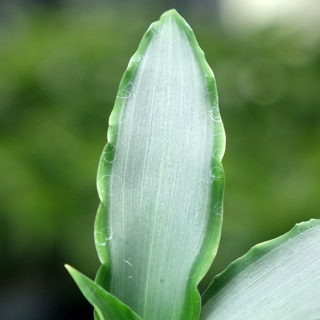 Murdannia Bright Star