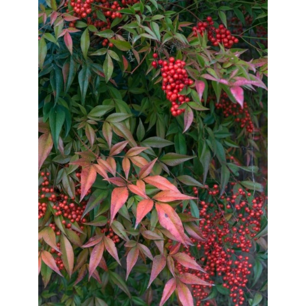 Nandina Obsessed Seika - Bambou sacré