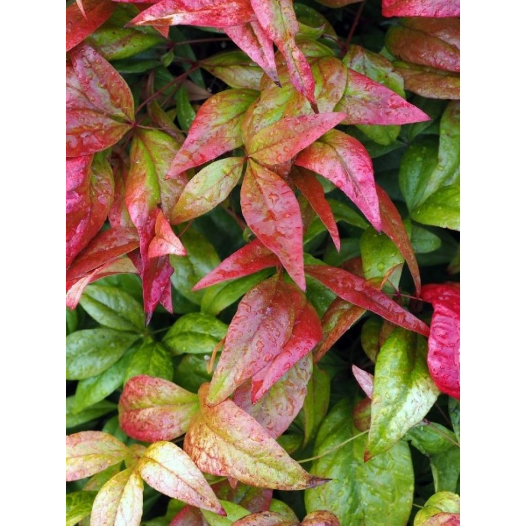 Nandina Obsessed Seika - Bambou sacré