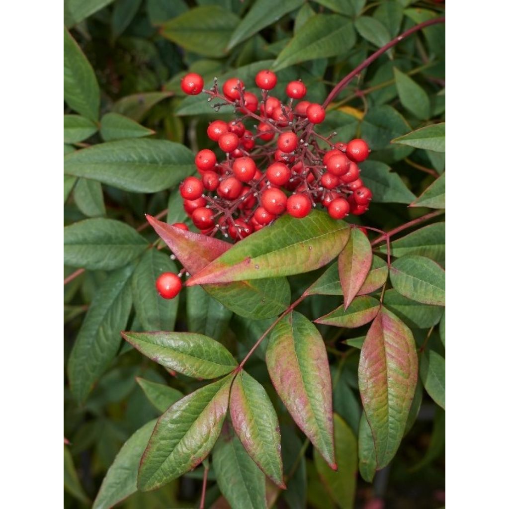 Nandina Obsessed Seika - Bambou sacré