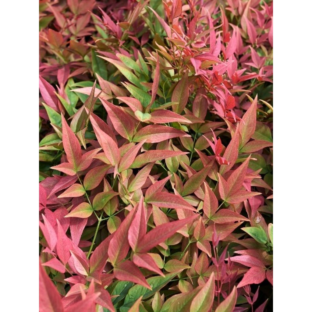 Nandina Obsessed Seika - Bambou sacré