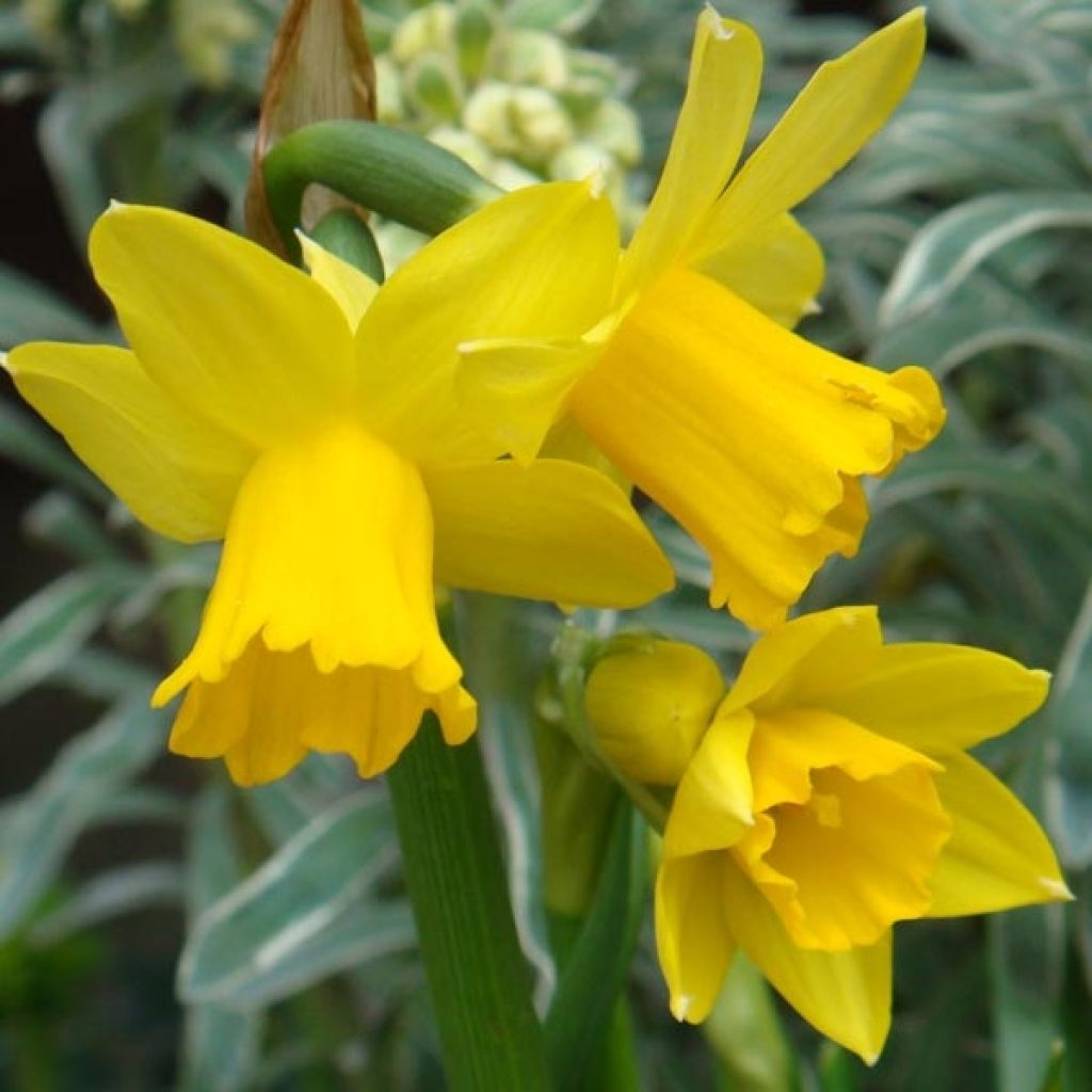 Narcisse February Gold