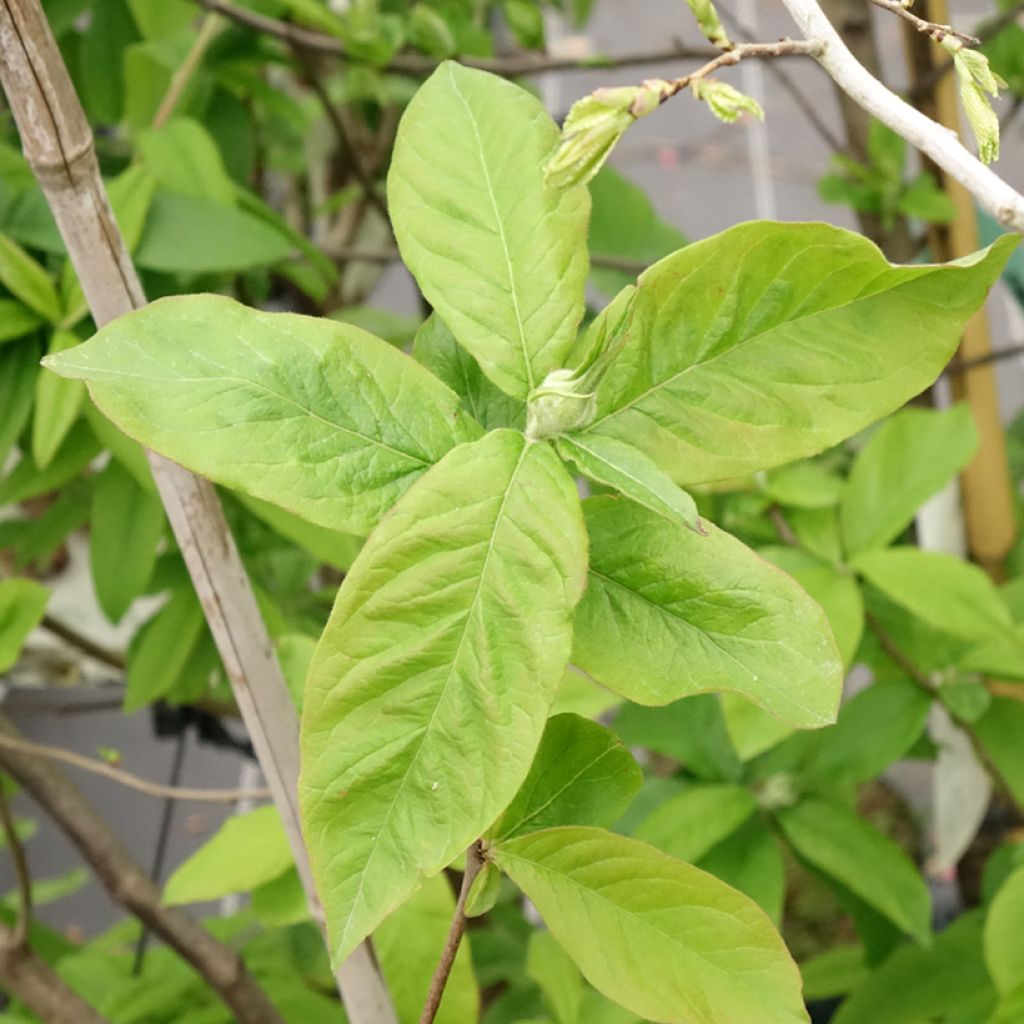 Néflier - Mespilus germanica