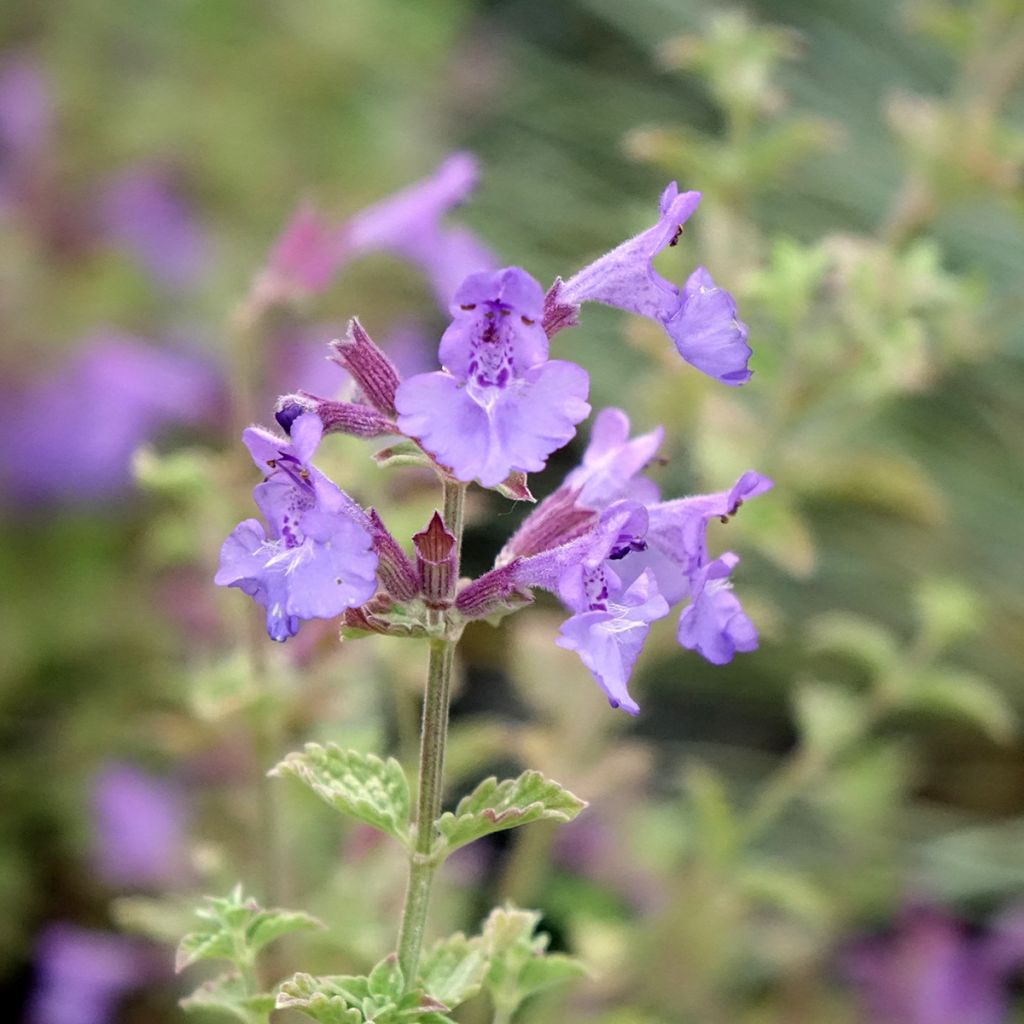Nepeta Kit Cat - Chataire