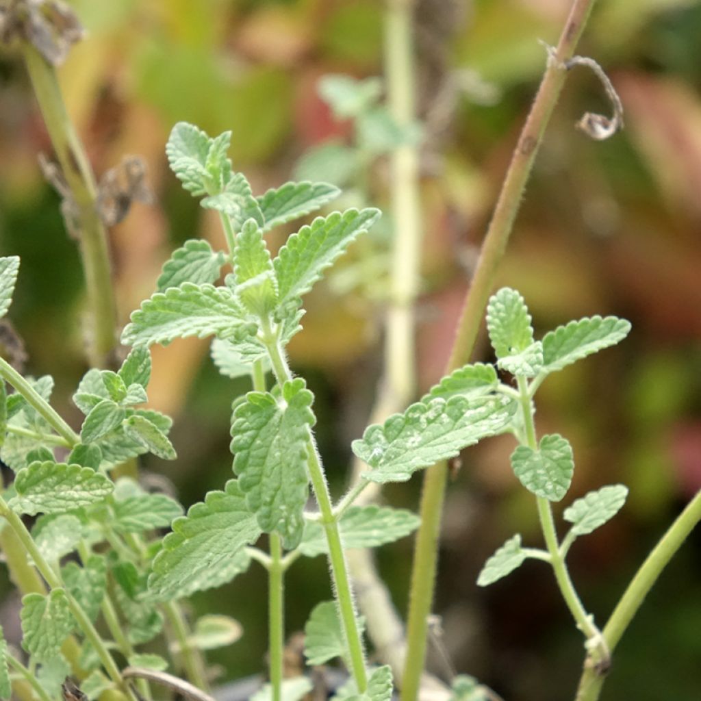 Nepeta racemosa Amelia - Chataire