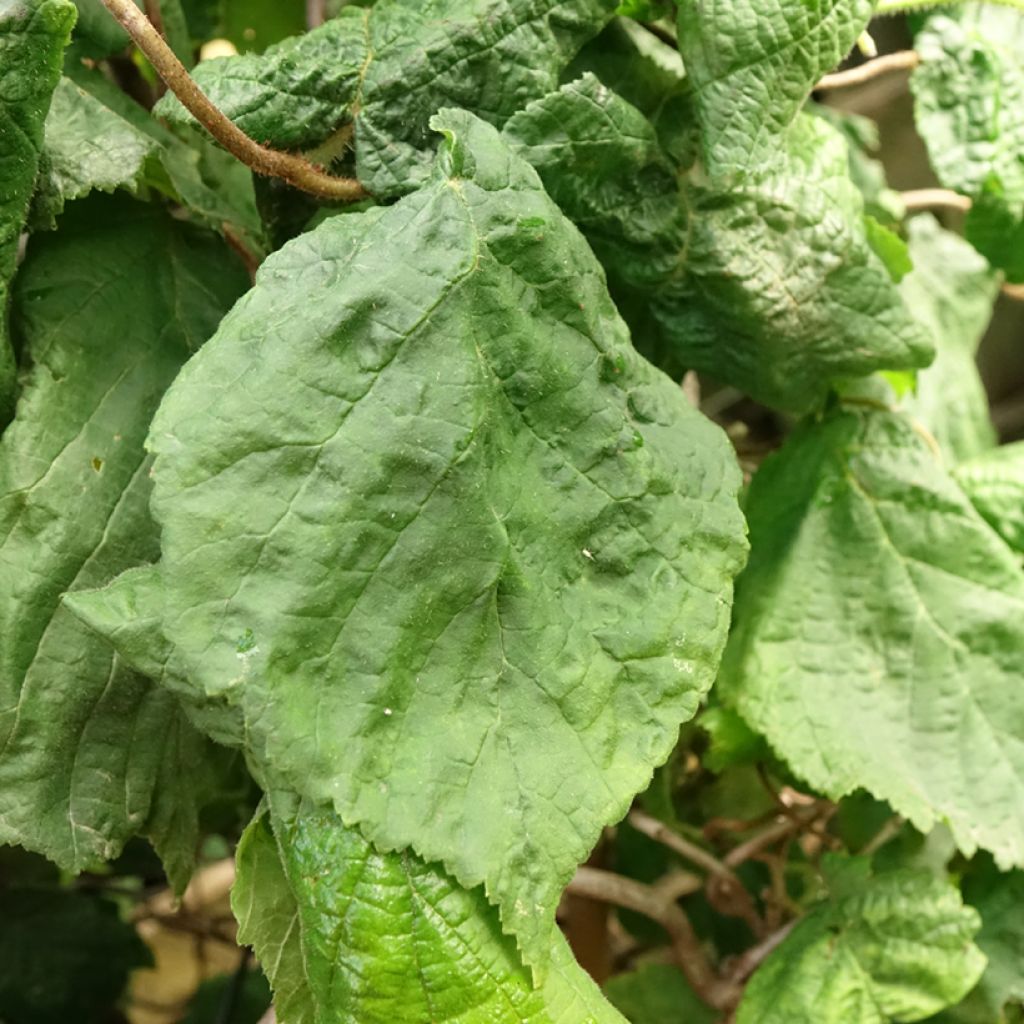 Noisetier tortueux - Corylus avellana Contorta