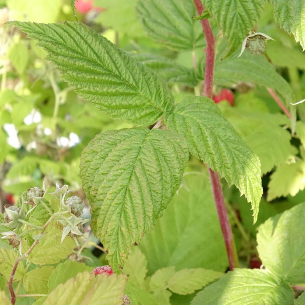 Noisetier tortueux pourpre - Corylus avellana Red Majestic