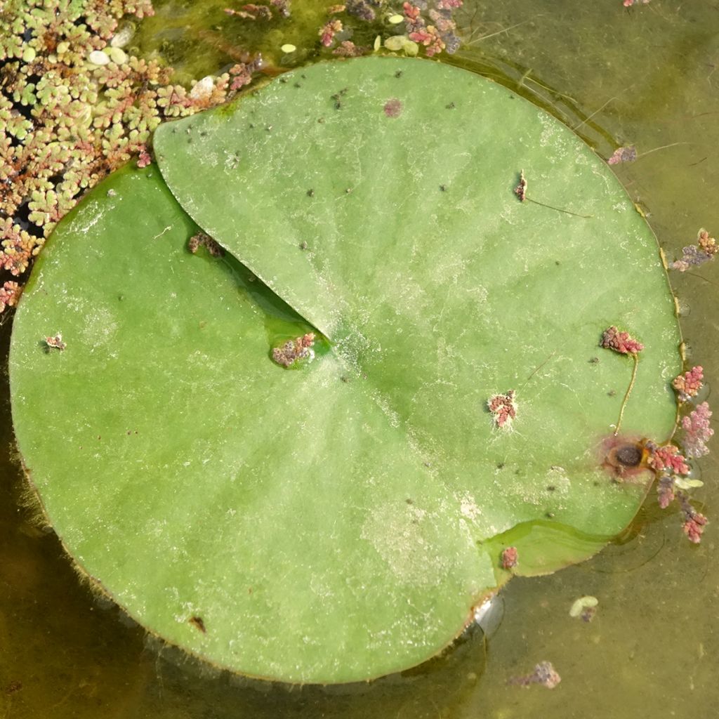 Nymphaea Almost Black - Nénuphar rustique rouge pourpre