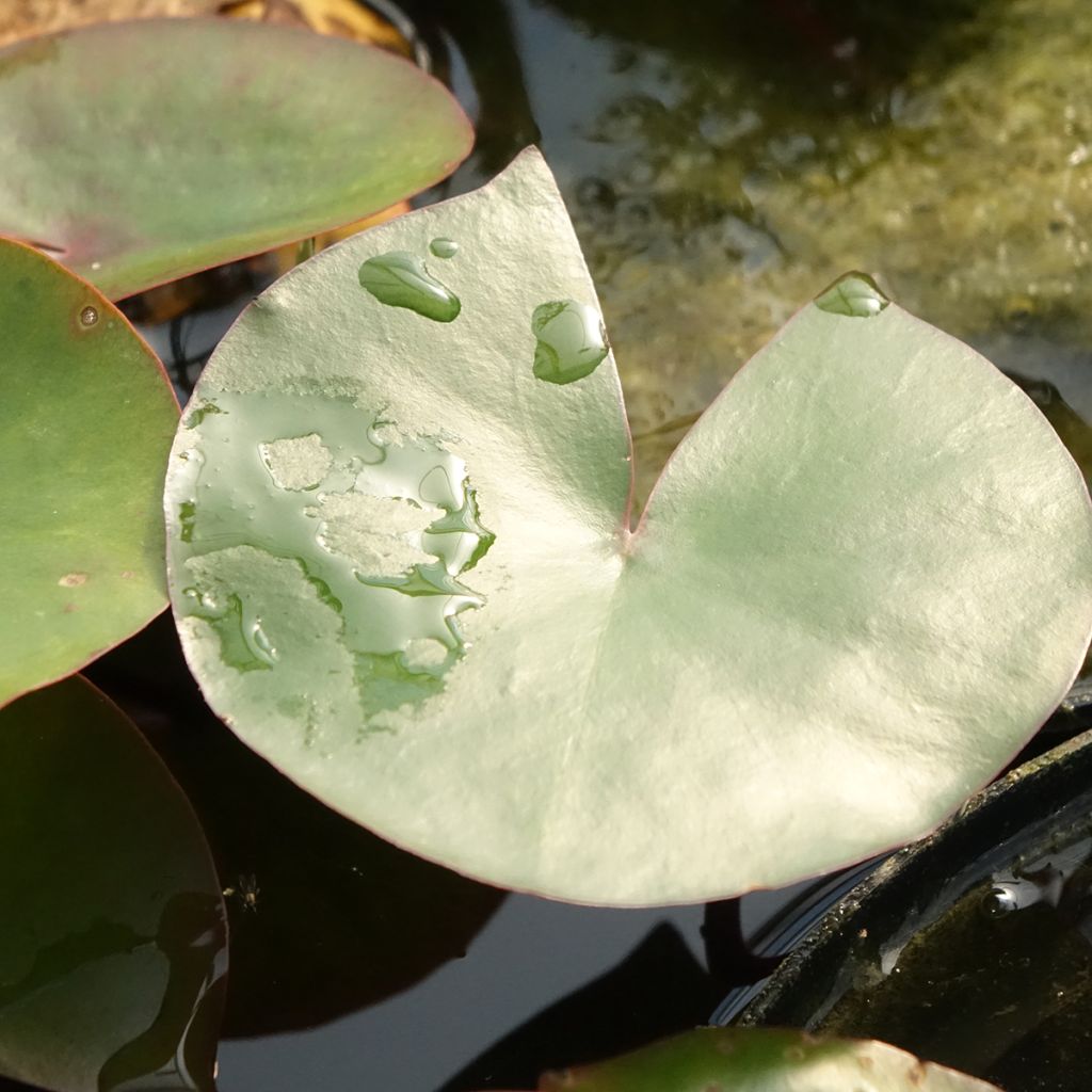 Nymphaea Amabilis - Nénuphar rose rustique