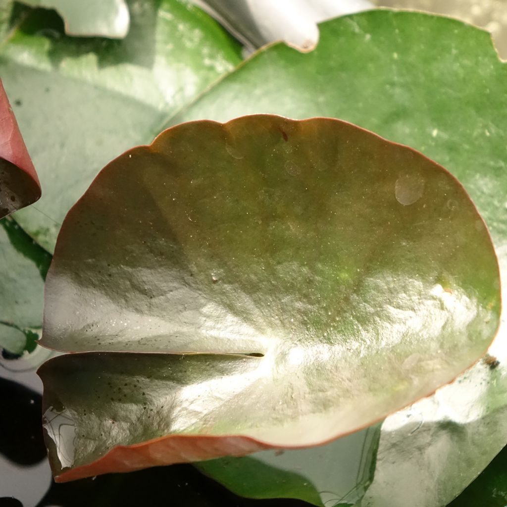 Nymphaea Black Princess - Nénuphar rustique