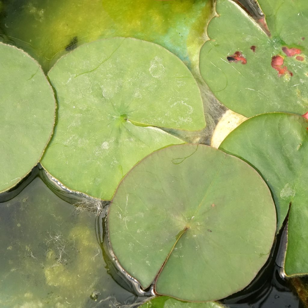 Nymphaea Burgundy Princess - Nénuphar rustique