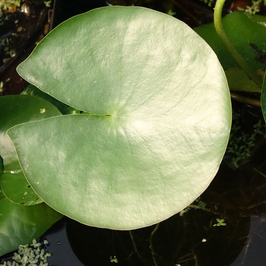 Nymphaea Charles de Meurville - Nénuphar rustique