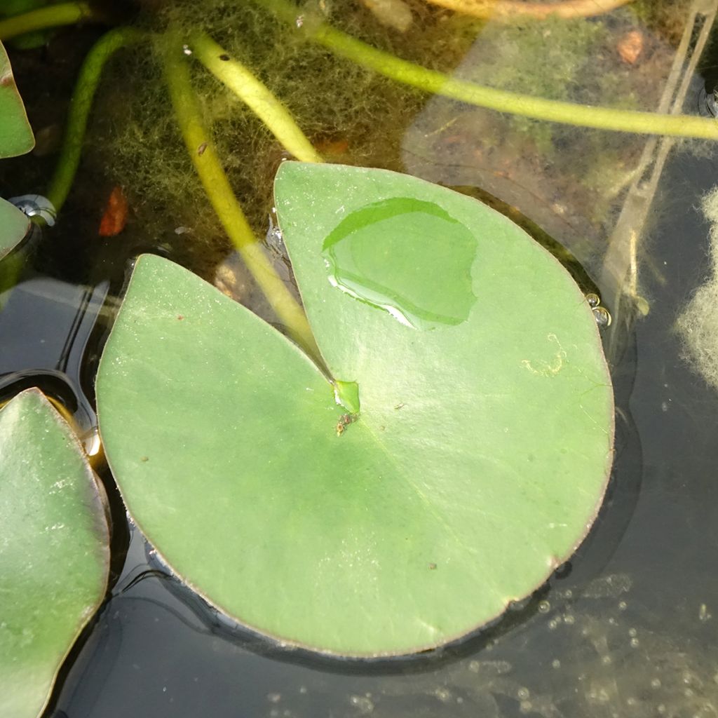 Nymphaea Gladstoniana - Nénuphar rustique