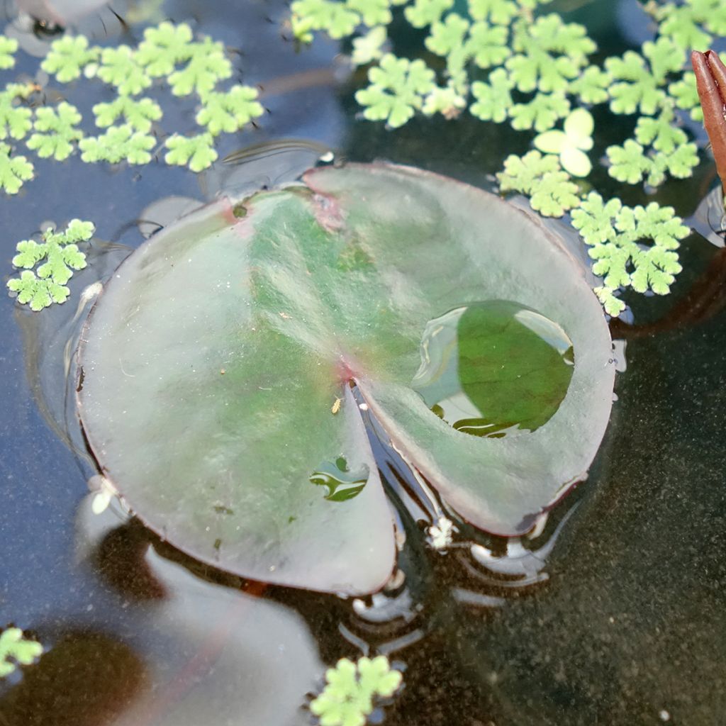 Nymphaea James Brydon - Nénuphar rustique