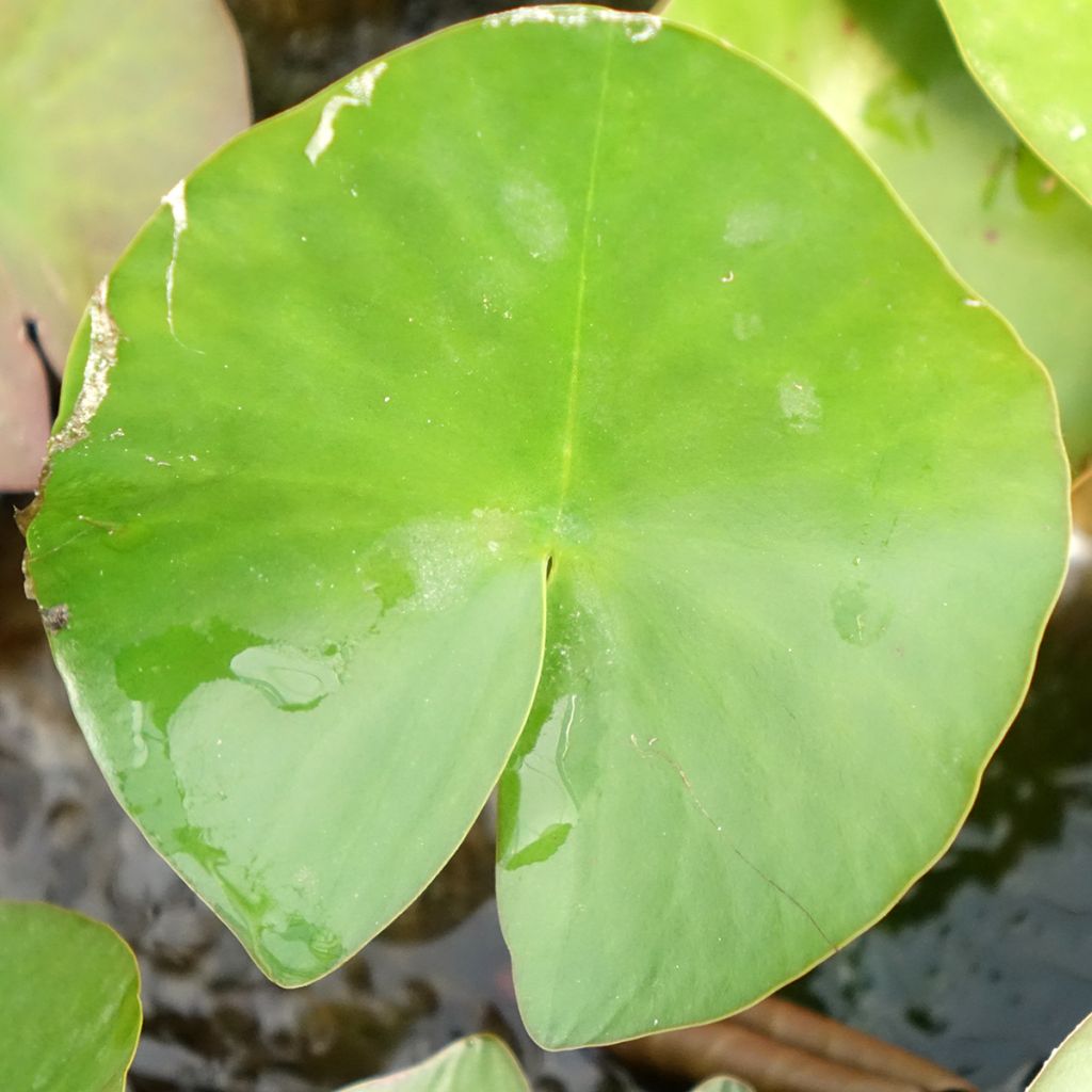 Nymphaea Lactea - Nénuphar rustique blanc