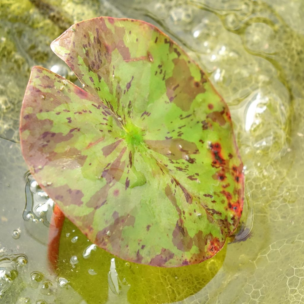Nymphaea Lemon Chiffon - Nénuphar rustique jaune