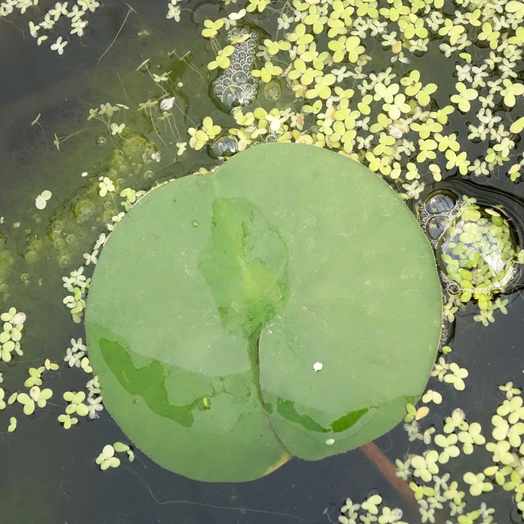 Nymphaea Marliacea Rubra Punctata - Nénuphar rustique rouge