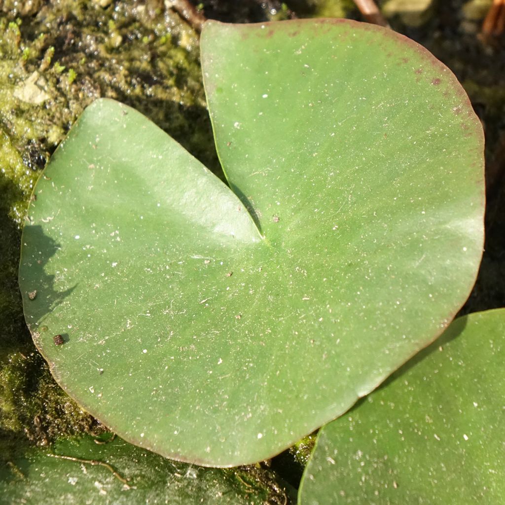 Nymphaea Mayla - Nénuphar rustique