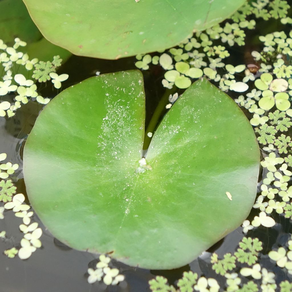 Nymphaea Odorata Alba - Nymphée odorante