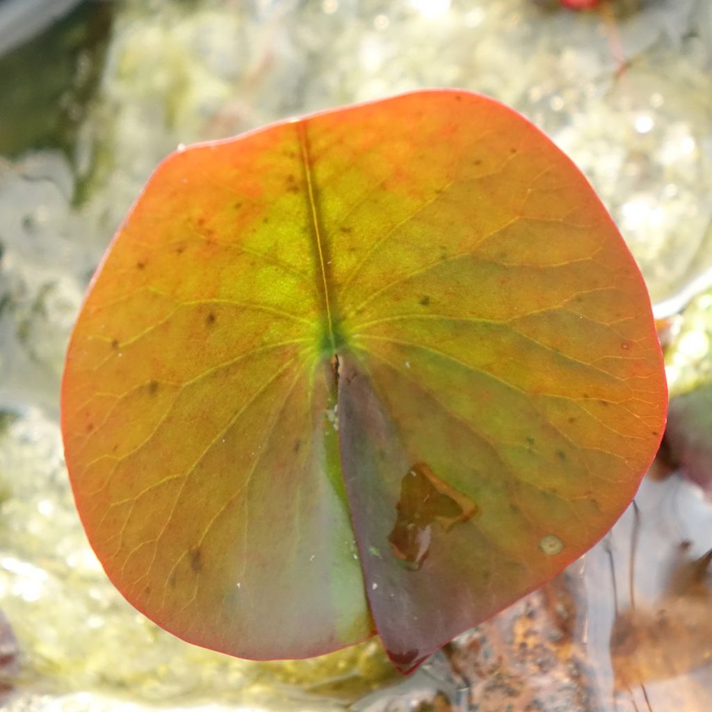 Nymphaea Perry's Red Glow - Nénuphar rustique rouge