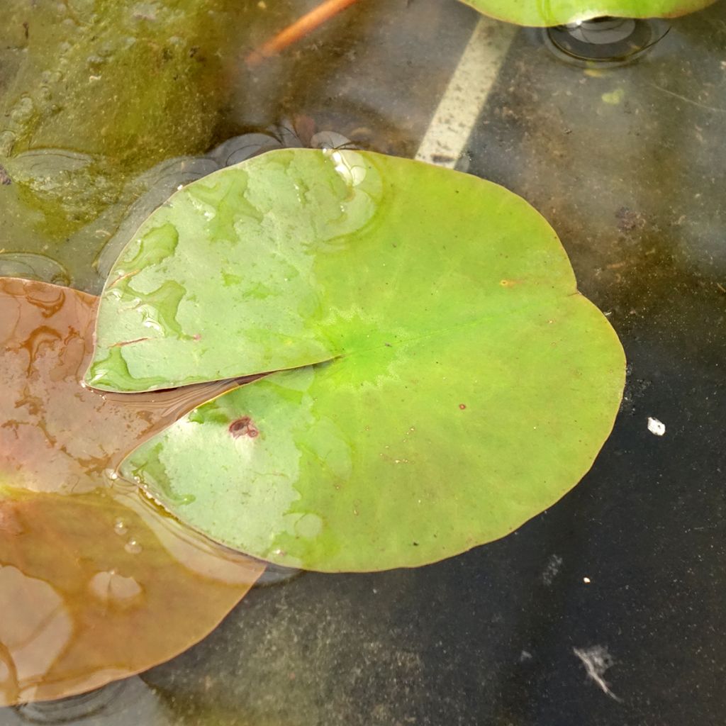 Nymphaea Peter Slocum - Nénuphar rustique rose parme