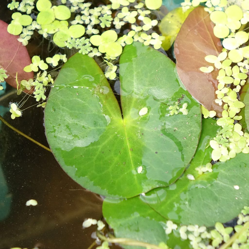 Nymphaea Pygmaea Alba - Nénuphar nain rustique