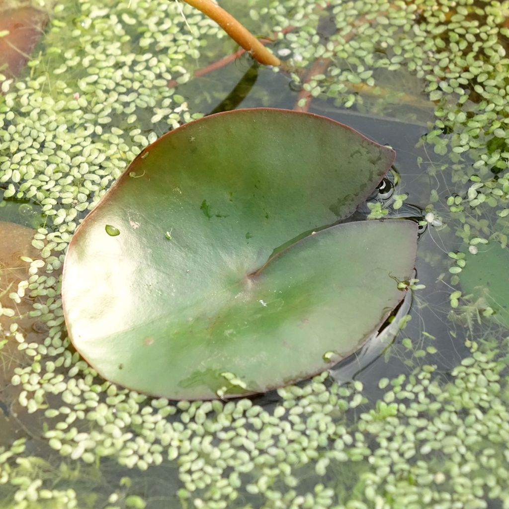 Nymphaea Pygmaea Rubra - Nénuphar nain rustique rouge