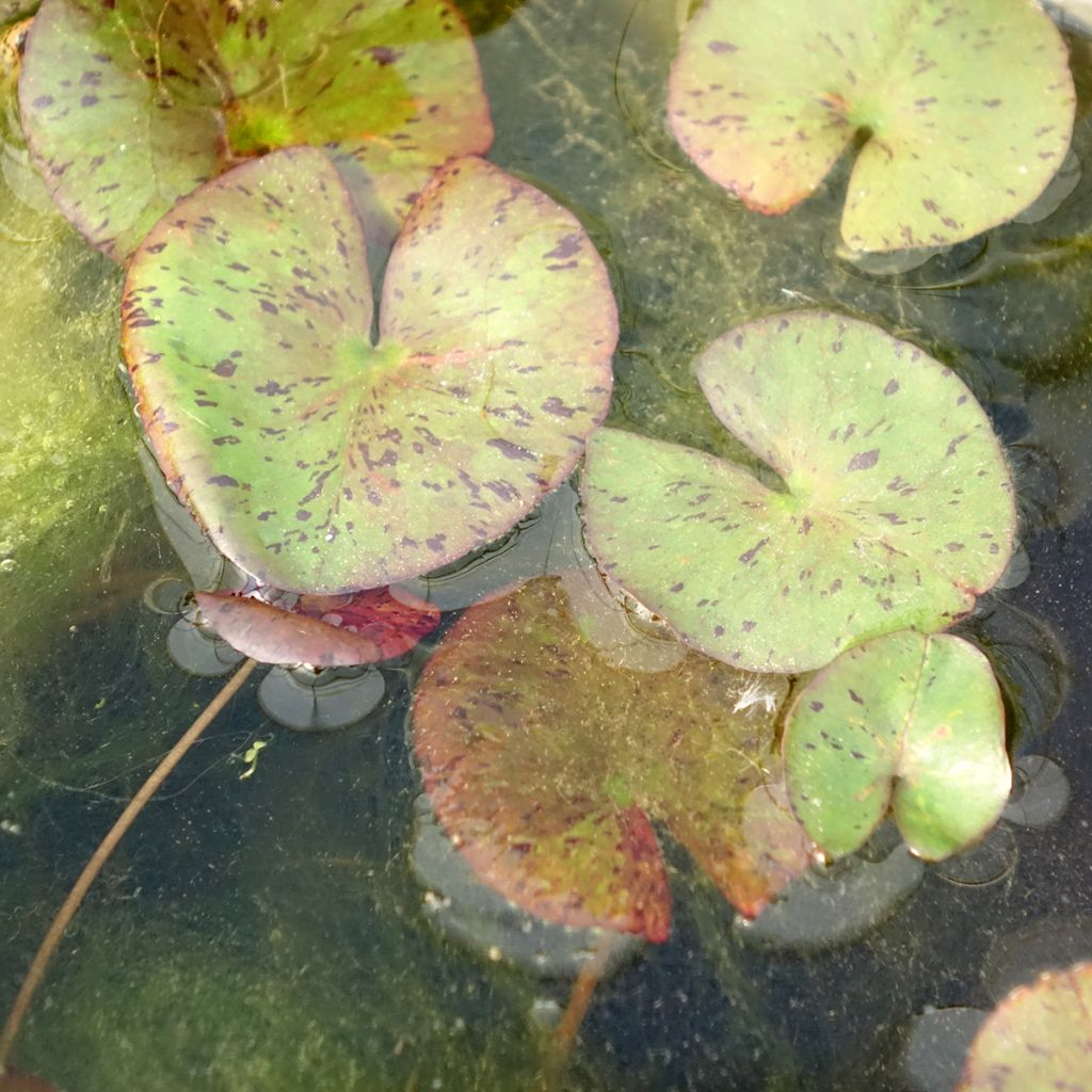 Nymphaea Red Spider - Nénuphar rustique rouge